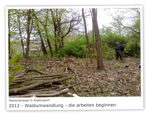Marienstrasse in 15562 Rdersdorf 2012 - Waldumwandlung - die arbeiten beginnen